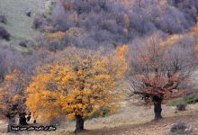 گزارش تصویری از فصل پاییز در جنگل ابر شاهرود
